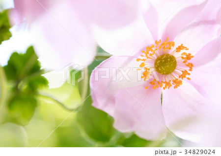 秋明菊 34829024