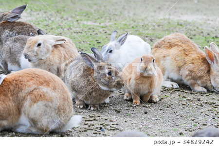 大久野島の野ウサギ 34829242