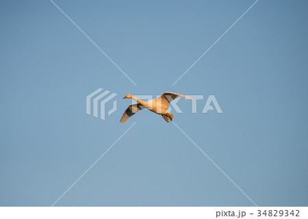 夕暮れの白鳥 （千葉県印西市 白鳥の郷） ※2017年1月撮影 34829342