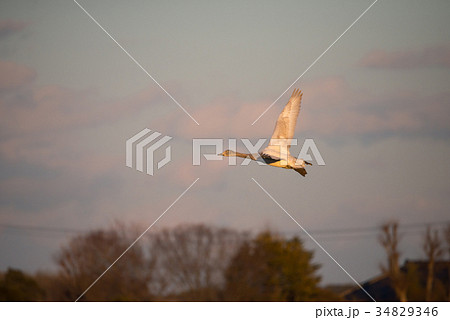 夕暮れの白鳥 (千葉県印西市 白鳥の郷) ※2017年1月撮影 夕暮れの白鳥 (千葉県印西市 白鳥の郷) ※2017年1月撮影 34829346