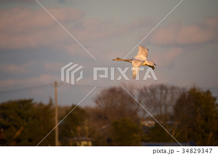 夕暮れの白鳥 (千葉県印西市 白鳥の郷) ※2017年1月撮影 夕暮れの白鳥 (千葉県印西市 白鳥の郷) ※2017年1月撮影 34829347
