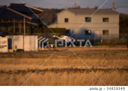 夕暮れの白鳥 （千葉県印西市 白鳥の郷） ※2017年1月撮影 34829349