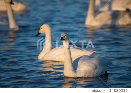 夕暮れの白鳥 （千葉県印西市 白鳥の郷） ※2017年1月撮影 34829352