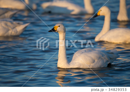 夕暮れの白鳥 (千葉県印西市 白鳥の郷) ※2017年1月撮影 夕暮れの白鳥 (千葉県印西市 白鳥の郷) ※2017年1月撮影 34829353