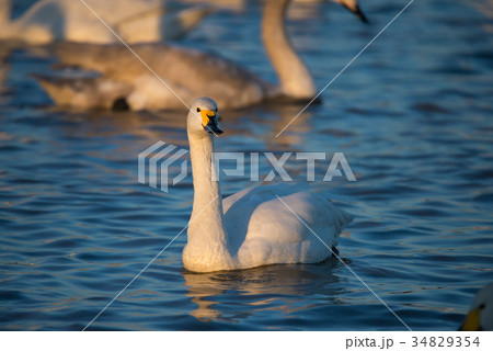 夕暮れの白鳥 （千葉県印西市 白鳥の郷） ※2017年1月撮影 34829354