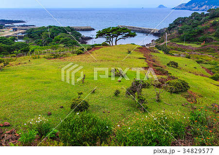 野崎島ワイルドパーク　小値賀諸島　五島列島 34829577