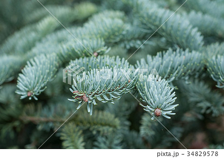 closeup of blue fir branch in a garden 34829578