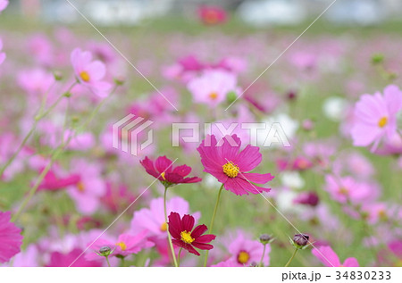 コスモスは秋桜ですね 34830233