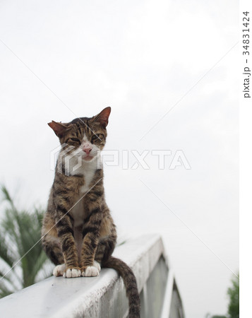 歩道橋に座る猫 34831424