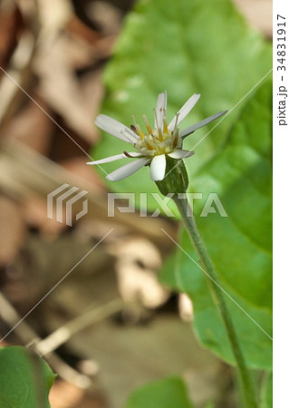 センボンヤリの花 34831917