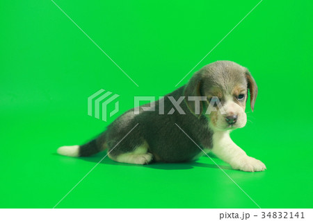 pure breed beagle Puppy on gray screen 34832141