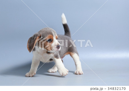 pure breed beagle Puppy on gray screen 34832170