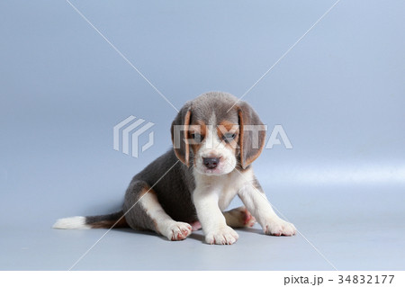 pure breed beagle Puppy on gray screen 34832177
