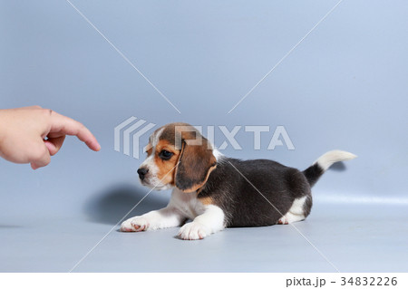 pure breed beagle Puppy on gray screen 34832226