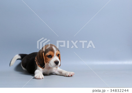 pure breed beagle Puppy on gray screen 34832244