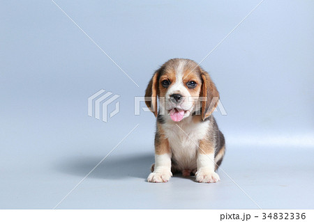 pure breed beagle Puppy on gray screen 34832336