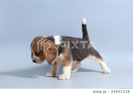 pure breed beagle Puppy on gray screen pure breed beagle Puppy on gray screen 34832338