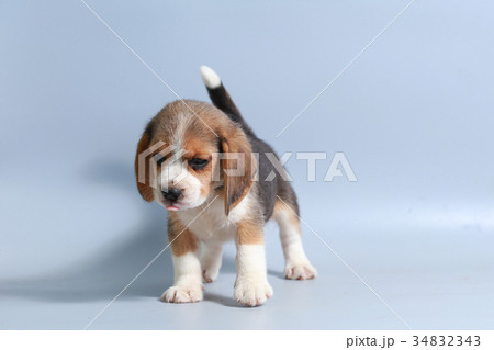 pure breed beagle Puppy on gray screen pure breed beagle Puppy on gray screen 34832343