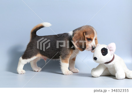 pure breed beagle Puppy on gray screen pure breed beagle Puppy on gray screen 34832355