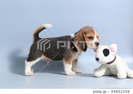 pure breed beagle Puppy on gray screen pure breed beagle Puppy on gray screen 34832356