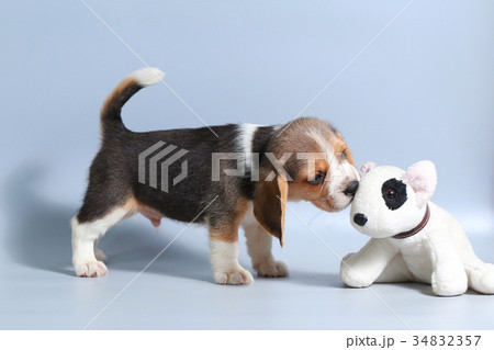 pure breed beagle Puppy on gray screen pure breed beagle Puppy on gray screen 34832357