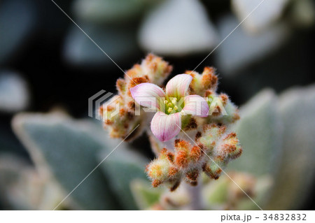 農耕 農業 背景 34832832