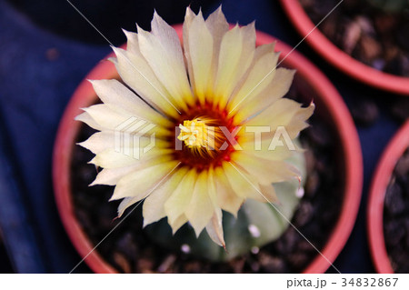 農耕 農業 背景 34832867