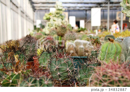 農耕 農業 背景 34832887