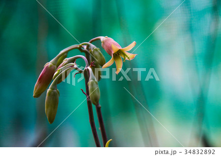 農耕 農業 背景 34832892