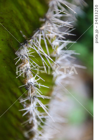 農耕 農業 背景 34833250