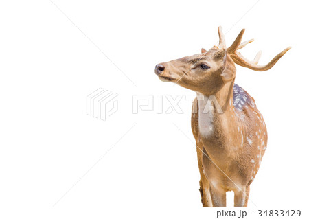 deer 34833429