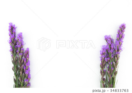 Violet liatris flowers on white background  34833763