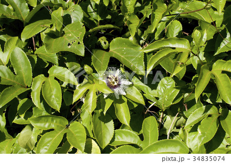 パッションフルーツの花 果物時計草 の写真素材