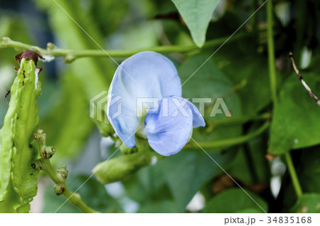 シカクマメの花(ウリズンマメの花) シカクマメの花(ウリズンマメの花) 34835168