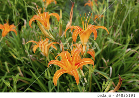 クワンソウ（秋の忘れ草） 34835191