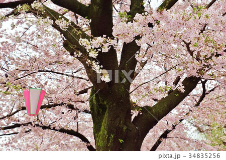 東京桜スポット観光スポット・隅田公園桜まつりの爛漫の桜と古木の幹・横位置 34835256