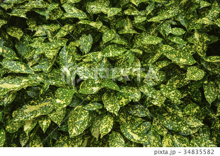 Green ficus bush with yellow patches 34835582