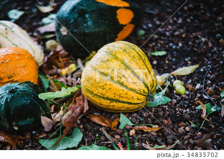 Close up on pumpkin in the ground 34835702