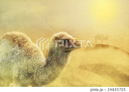 close  up on young camel on the desert, sand storm 34835705