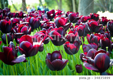 Tulips 34835899