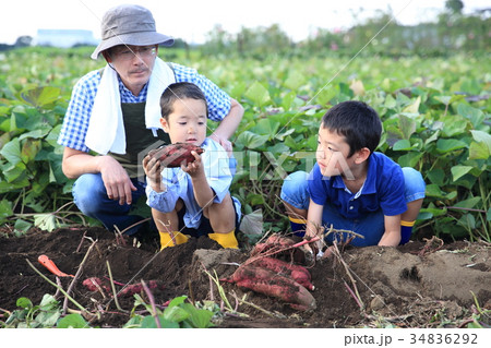 さつま芋堀りをする子ども 34836292
