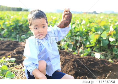 さつま芋堀りをする子ども 34836358