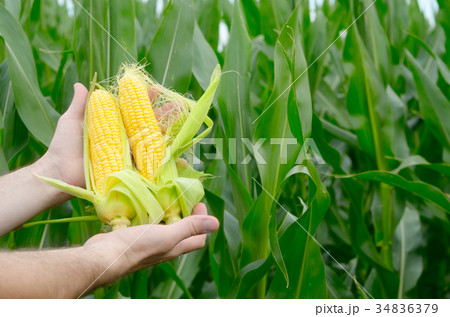 Farmer inspecting corn cobs Farmer inspecting corn cobs 34836379