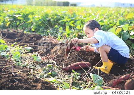 さつま芋堀りをする子ども 34836522