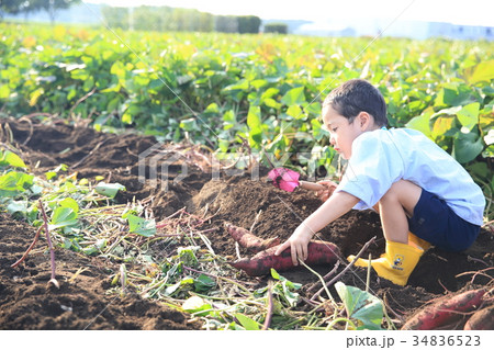 さつま芋堀りをする子ども さつま芋堀りをする子ども 34836523
