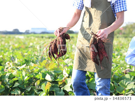さつま芋を堀る さつま芋を堀る 34836573