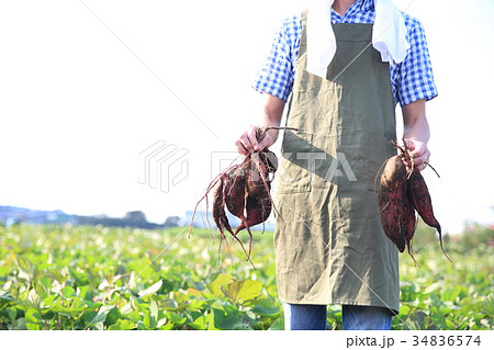 さつま芋を堀る さつま芋を堀る 34836574