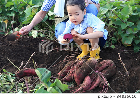 さつま芋を堀る 34836610