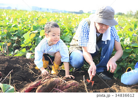 さつま芋を堀る 34836612