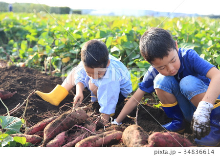 さつま芋堀りをする子ども 34836614